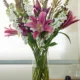 Liliums color