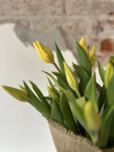 Tulipanes - Image 2